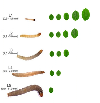 Afbeelding Toepassingstijdstip larvale stadium.png